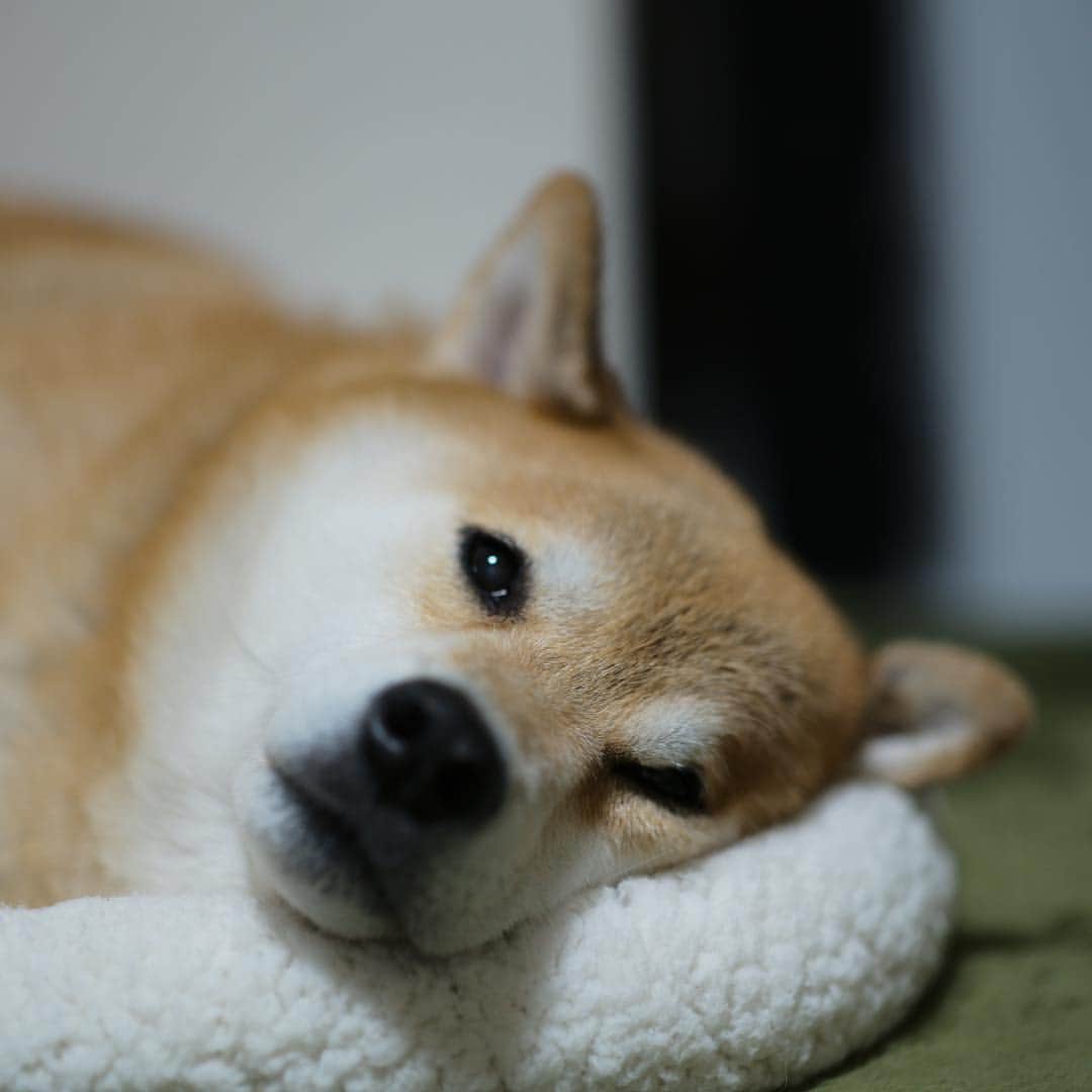まる（まるたろう）さんのインスタグラム写真 - (まる（まるたろう）Instagram)「Good night!!✨🐶💤✨明日はまるの健康診断の日なんだ〜 #健康の為とは言え #ドキドキ #注射とか無いよね🙄 #怖いよ💦」4月6日 0時24分 - marutaro