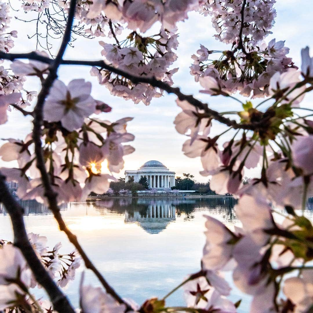 アメリカ内務省さんのインスタグラム写真 - (アメリカ内務省Instagram)「Cherry blossoms continue! 🌸 Framed by these delicate #flowers, the Jefferson Memorial casts a picturesque reflection on the water of the #TidalBasin. Dedicated in 1943 by President Franklin Delano Roosevelt, the architecture of this marble memorial is on full display with its many columns and domed roof. While appreciating the various views, be prepared for crowds and please do not damage these gifts of goodwill. Photo @NationalMallNPS courtesy of Jarrett Hendrix (@jarrett.hendrix). #cherryblossomDC #travel #FindYourPark #usinterior #cherryblossoms」4月6日 0時25分 - usinterior