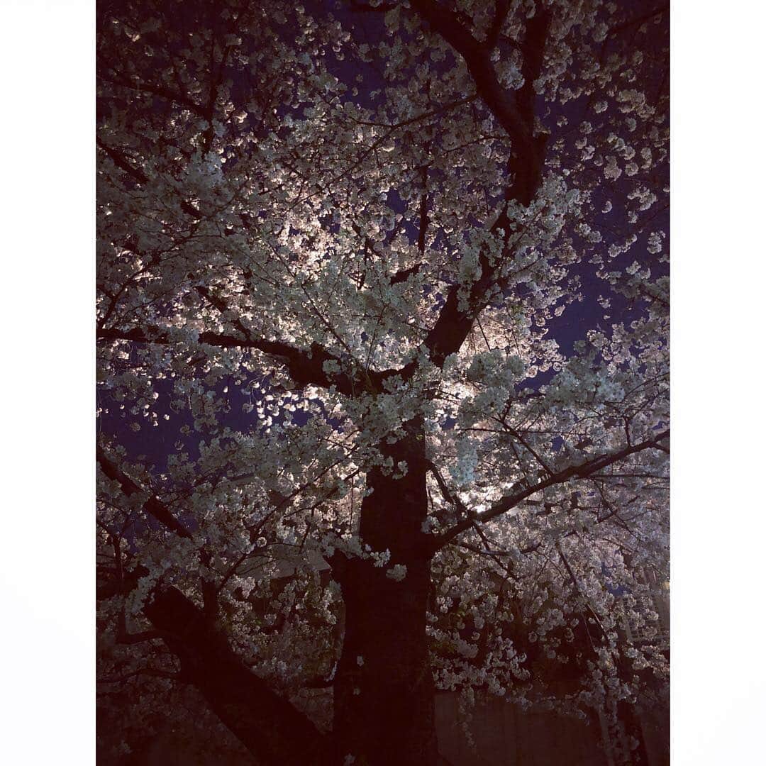 美甘子さんのインスタグラム写真 - (美甘子Instagram)「帰宅途中に綺麗な夜桜発見。 昔、代田橋に住んでた頃、都会の森ガーデンっていう施設があって、2006年に無くなってしまったんだけど、外でコタツの中で料理が注文できて、そこで観た夜空いっぱいの桜天井が🌸今まで見た桜の中で一番綺麗で、もうそれが見れないのが残念。 #夜桜 #都会の森ガーデン」4月6日 0時37分 - rekish_mikako