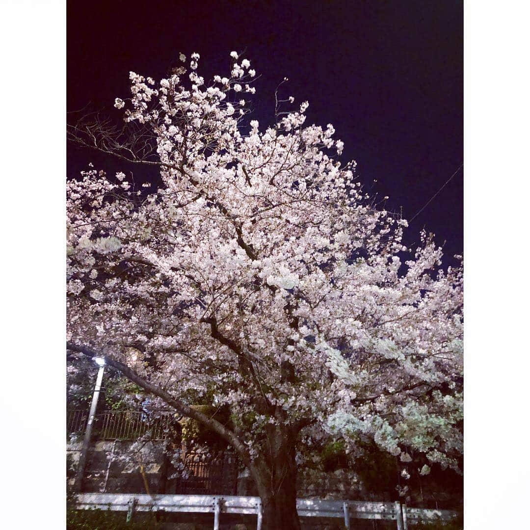 美甘子さんのインスタグラム写真 - (美甘子Instagram)「帰宅途中に綺麗な夜桜発見。 昔、代田橋に住んでた頃、都会の森ガーデンっていう施設があって、2006年に無くなってしまったんだけど、外でコタツの中で料理が注文できて、そこで観た夜空いっぱいの桜天井が🌸今まで見た桜の中で一番綺麗で、もうそれが見れないのが残念。 #夜桜 #都会の森ガーデン」4月6日 0時37分 - rekish_mikako