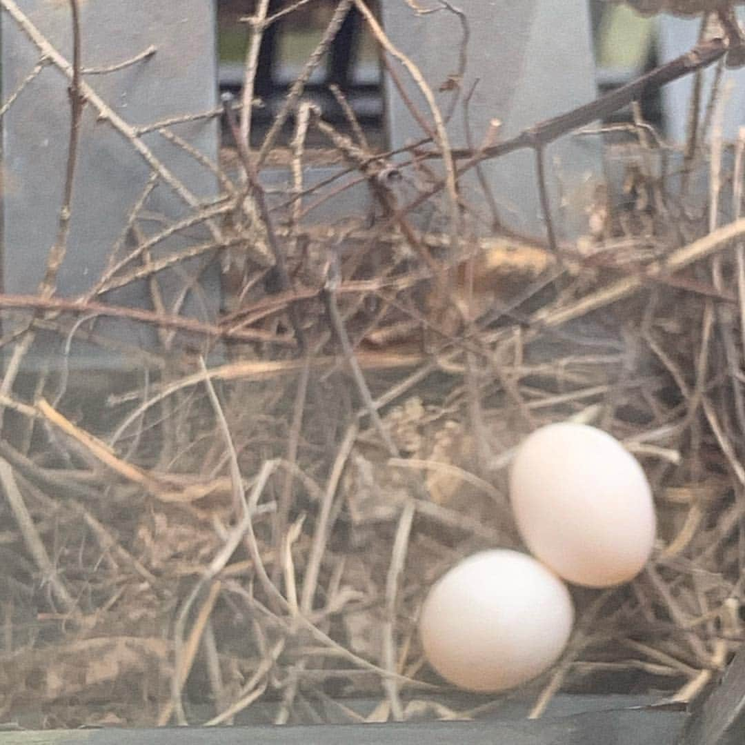 ジュリアン・ムーアさんのインスタグラム写真 - (ジュリアン・ムーアInstagram)「SPRINGTIME!  Saw these outside my bedroom window, swipe to see the lady who’s been keeping them warm. 🐣」4月6日 0時31分 - juliannemoore