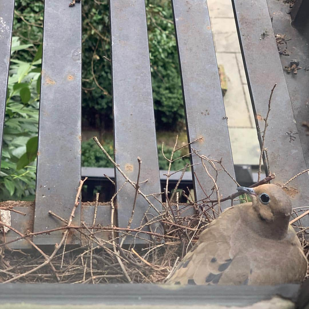 ジュリアン・ムーアさんのインスタグラム写真 - (ジュリアン・ムーアInstagram)「SPRINGTIME!  Saw these outside my bedroom window, swipe to see the lady who’s been keeping them warm. 🐣」4月6日 0時31分 - juliannemoore