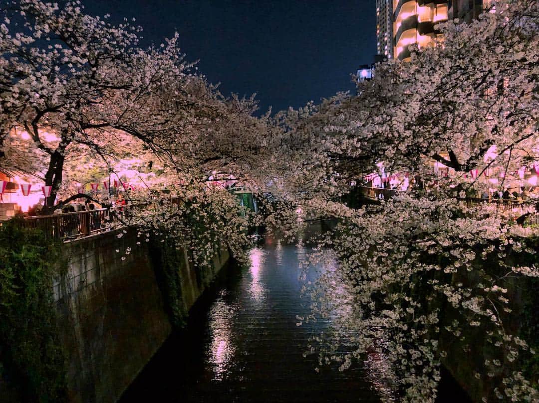 ヒガリノさんのインスタグラム写真 - (ヒガリノInstagram)「__ . 中目黒の夜桜がどうしても観たくて 無理矢理今日のランニングコースに入れてみた。 すごく賑やかでお酒片手に桜を眺めてる人もいて 夜のお花見も素敵だなーって。 あ〜私も来年は夜桜みながら しっぽりと飲みたいな〜🍶 とか考えながら帰宅しました。 今日は夕方に自転車で20km。 夜にランニングを10km。 最近友達に、どこ目指してんの？ って言われます。 自分でもわかりません。笑 . #ランニング #ランニングコース #中目黒 #目黒川 #ランニング女子 #寄り道 #東京 #夜桜 #桜 #お花見」4月6日 0時31分 - __higarino__
