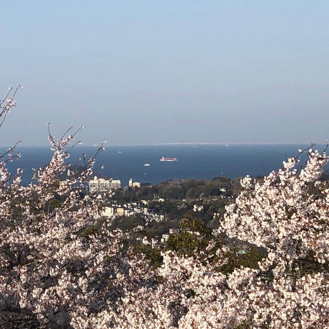 のインスタグラム：「#桜 今年はたくさん楽しみました」