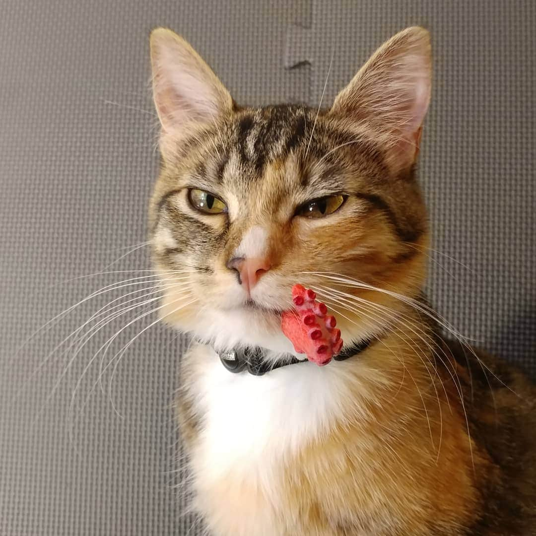 猫コスプレさんのインスタグラム写真 - (猫コスプレInstagram)「You think YOUR cat makes a fuss over you being a few minutes late on feeding time... #CaptainMarvel #GooseTheCat . . . . . . . #captainmarvelcosplay #captainmarvelmovie #marvel #mcu #cosplay #marvelfanart #marvelcosplay #marvelcosplayer #mcucosplay #Goose #chewie #Flerken #humor」4月6日 0時59分 - cat_cosplay