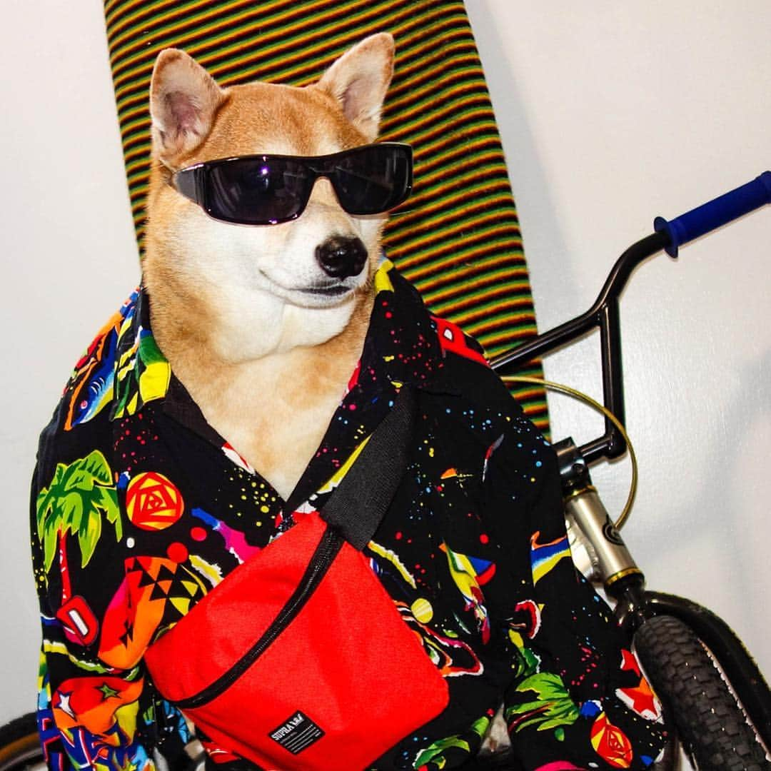 Menswear Dogさんのインスタグラム写真 - (Menswear DogInstagram)「🕶 Ruff Rider 🐾  Riding freestyle this weekend: Look 1 or Look 2?」4月6日 1時00分 - mensweardog