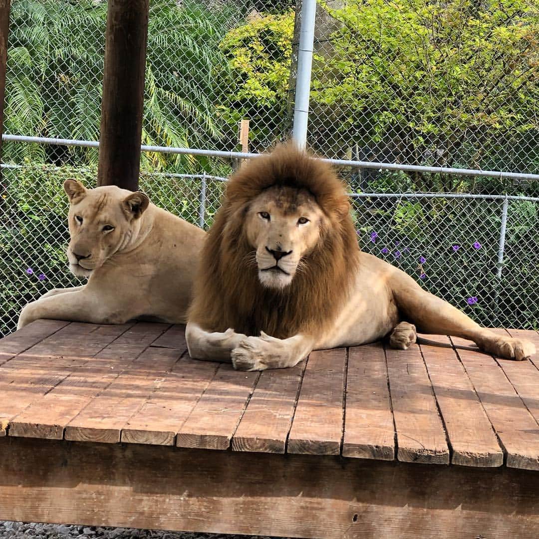 Zoological Wildlife Foundationさんのインスタグラム写真 - (Zoological Wildlife FoundationInstagram)「Relaxed Friday💙🐾❤️ . #whitelion #lion #conservation #endangeredspecies #zwfmiami #zwf」4月6日 1時09分 - zwfmiami