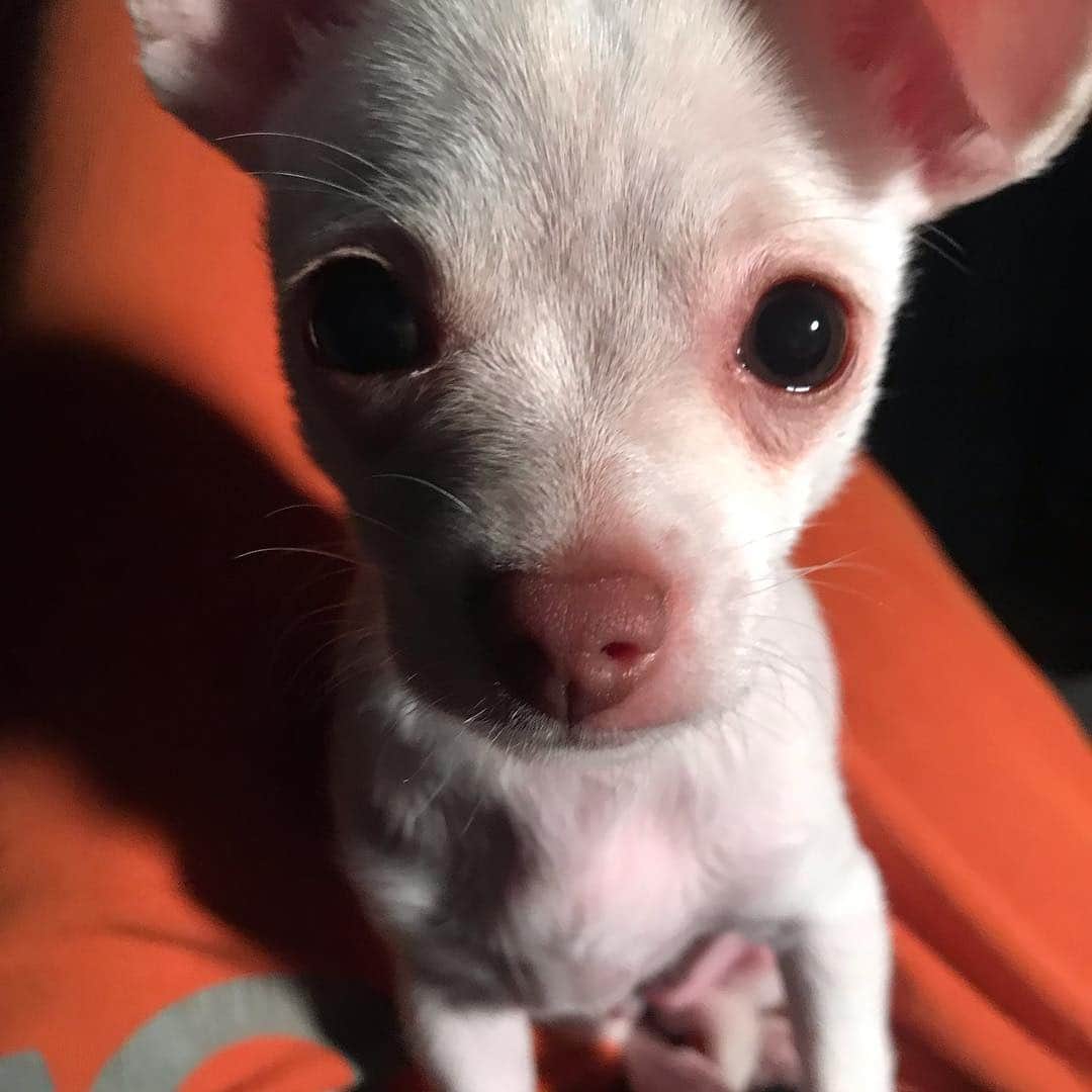 マーガレット・チョーさんのインスタグラム写真 - (マーガレット・チョーInstagram)「#wokeuplikethis #chihuahua #rescuedogsofinstagram #dog Lucia is the best best best」4月6日 1時37分 - margaret_cho