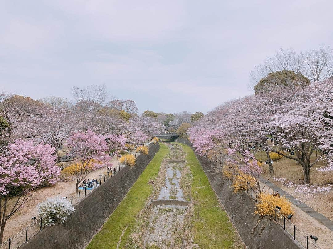 MAYUKIさんのインスタグラム写真 - (MAYUKIInstagram)「. . 夜が更けてしもうた🌙 唯一行けたお花見の写真♡ 桜さんまた来年ね🌸 .」4月6日 1時32分 - mayuki_c