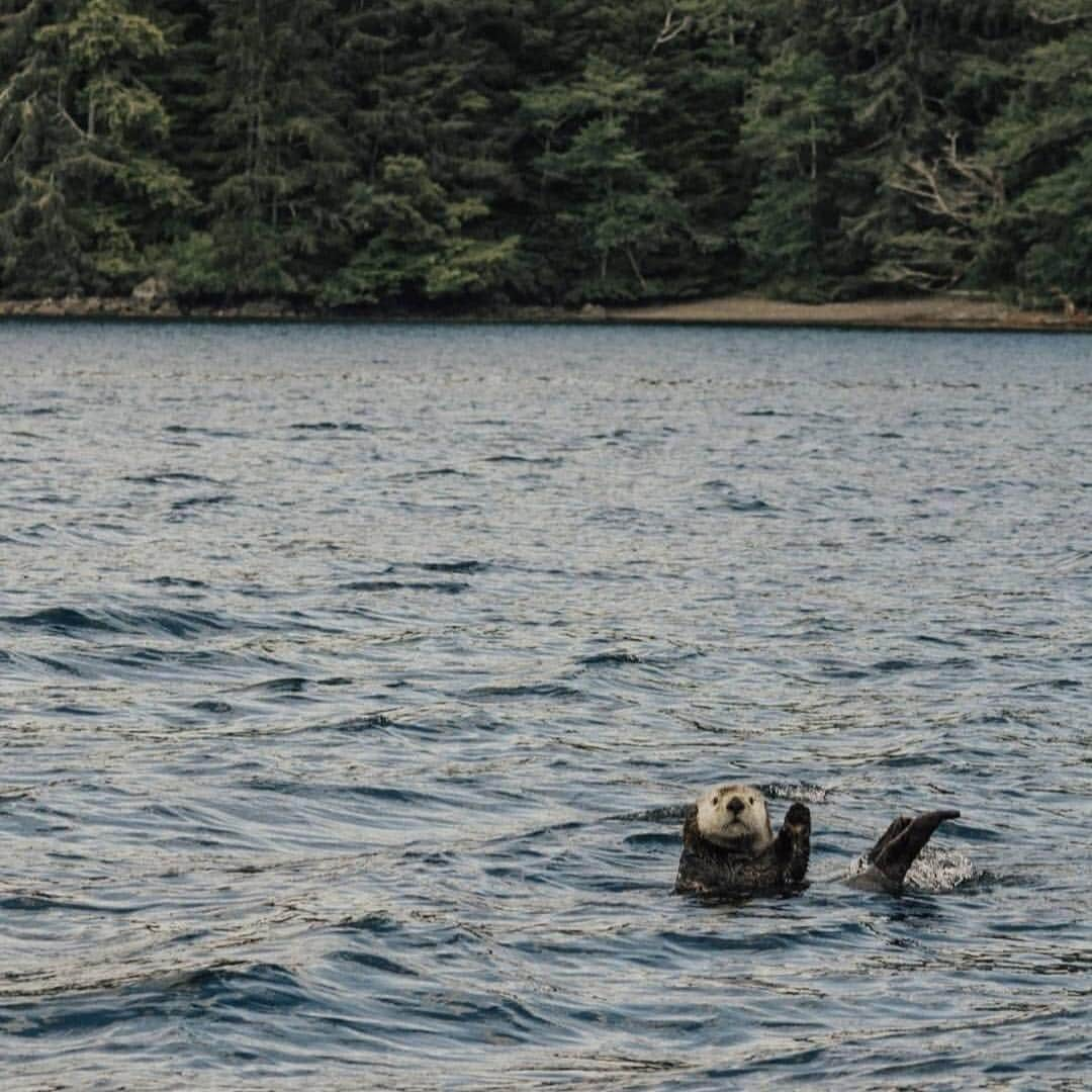 Explore Canadaさんのインスタグラム写真 - (Explore CanadaInstagram)「Hands up if you’re ready for the weekend! 🙋 This friendly sea otter was spotted in the northern part of Vancouver Island. Often confused with the more easily spotted river otter, sea otters spend most of their lives on the water and rarely come on land. If you’re looking to see one up close, plan a visit to @VanAqua where you’ll find several rescued sea otters being cared for and learn about their amazing swimming abilities. #ExploreCanada 📷: @kaapuetz 📍: @tourismvancouverisland, @hellobc . Levez la main si vous êtes prêts pour le week-end! 🙋 Cette adorable loutre de mer se baignait dans le nord de l’île de Vancouver. On confond souvent les loutres de mer avec leurs cousines des rivières, mais contrairement à ces dernières, elles vont très rarement sur la terre ferme. Vous êtes sous le charme? Une visite au @vanaqua s’impose! De nombreuses loutres de mer y ont trouvé refuge, et l’équipe de l’aquarium en prend soin. Leurs techniques de nage sont fascinantes! #ExploreCanada 📷 @kaapuetz 📍 @tourismvancouverisland, @hellobc . #ExploreVancouverIsland #ExploreBC #Seaotters #LoutresDeMer #Vanaqua #Wildlife #PNW」4月6日 1時46分 - explorecanada