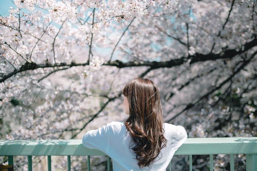 丸山裕理さんのインスタグラム写真 - (丸山裕理Instagram)「. 都内の穴場でした . It's the peak of  the cherry blossom season in Tokyo. . #sakura #cherryblossom  #cherryblossomseason #hanami  #team_jp_flower #japan_of_insta  #discovertokyo #jp_mood #jp_portrait部  #tokyocameraclub #impression_shots #art_of_japan_ #flower_special_  #桜 #桜並木 #お花見 #面影橋 #広がり同盟」4月6日 1時55分 - yuri_maruyama1213