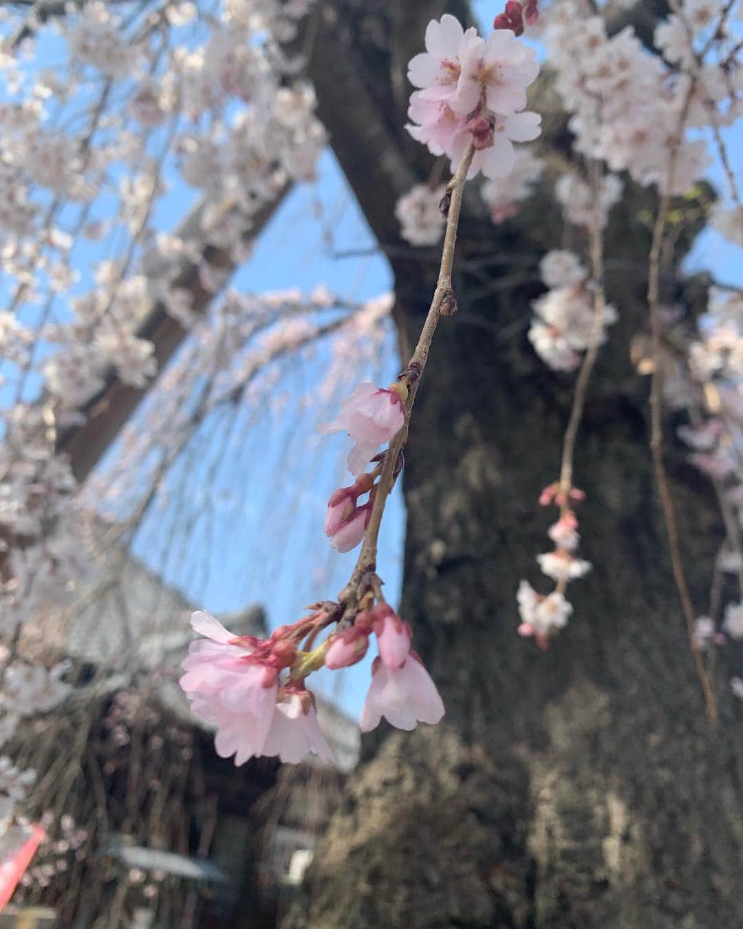 風間ゆみえのインスタグラム：「今日はずいぶん久しぶりになってしまっていた、母の実家のお墓詣りへ出かけて来ました。  何本もの枝垂桜が勢いよく吹く風に揺れていました。  遠く離れていた記憶がふんわりと浮かび現れました。あのアーチになった渡り廊下… あれ？ そうだ、私はここのお寺の幼稚園に通っていたよね。いつもアーチをくぐり通った幼稚園は、本堂の裏側にあってその左側はお墓が広く続いていた。  手を合わせて、静かに目を閉じると、祖父と祖母に育てられた数年の記憶が頭のなかに流れた、懐かしい。  昔、泣き虫神様が、悲しくても嬉しくても泣いて、おっきな涙がポロンポロン、ちいっさな涙がポロンポロン、それが世界中に散らばって、今ではドロップスになっているというお歌。よく祖父の前で踊っていたっけ。  アーチをくぐると幼稚園はもうなくなっていました。  時代はながれ令和という美しい響きの年号へ、これからも、いつまでも、心地よい風に恵まれていますように…  今日はとても良い日になりました、 ありがとう。」