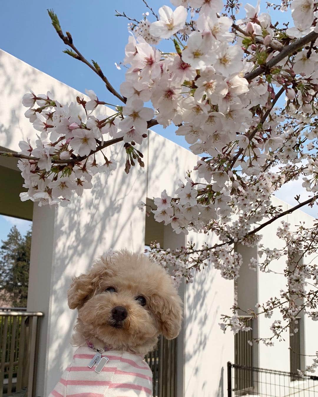 Maruさんのインスタグラム写真 - (MaruInstagram)「cherry blossom viewing. ✿.*・✿.*・ スワイププリーズー！ 鳥の聲に癒された私たち。 っていうか、まるさんは 鳥の聲にビビっておりまる…。 おちっぽは、イン（笑）」4月6日 7時27分 - akiyomaru