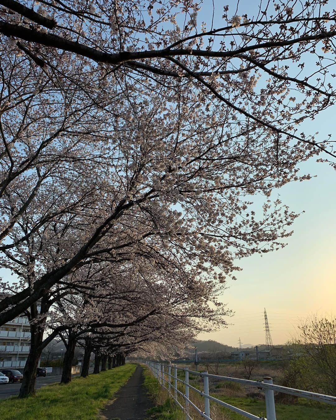やふさんのインスタグラム写真 - (やふInstagram)「ちょっと早起きして桜チェック。地元の桜は8分咲きくらいかな」4月6日 7時22分 - kyafy