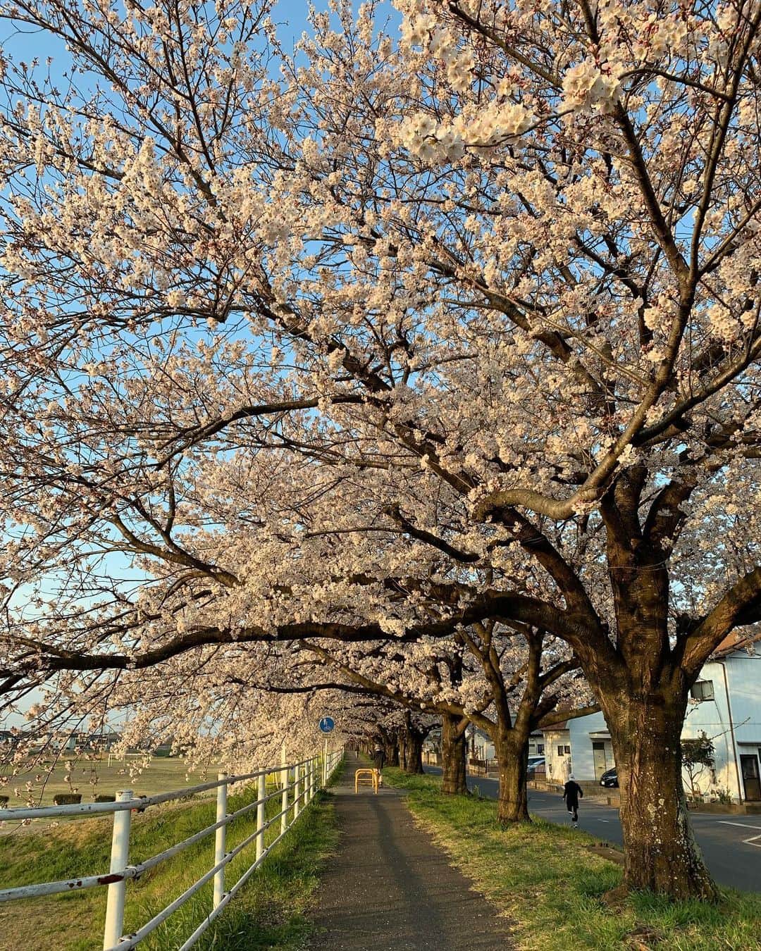 やふさんのインスタグラム写真 - (やふInstagram)「ちょっと早起きして桜チェック。地元の桜は8分咲きくらいかな」4月6日 7時22分 - kyafy