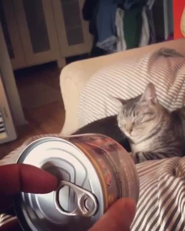 のインスタグラム：「This is how I summon my cats ⠀ ⠀ 📹@ttgotguts⠀ ⠀ #meowed #ttgotguts #tabby #canopener #貓 #貓咪 #貓咪日常 #貓奴 #貓星人」