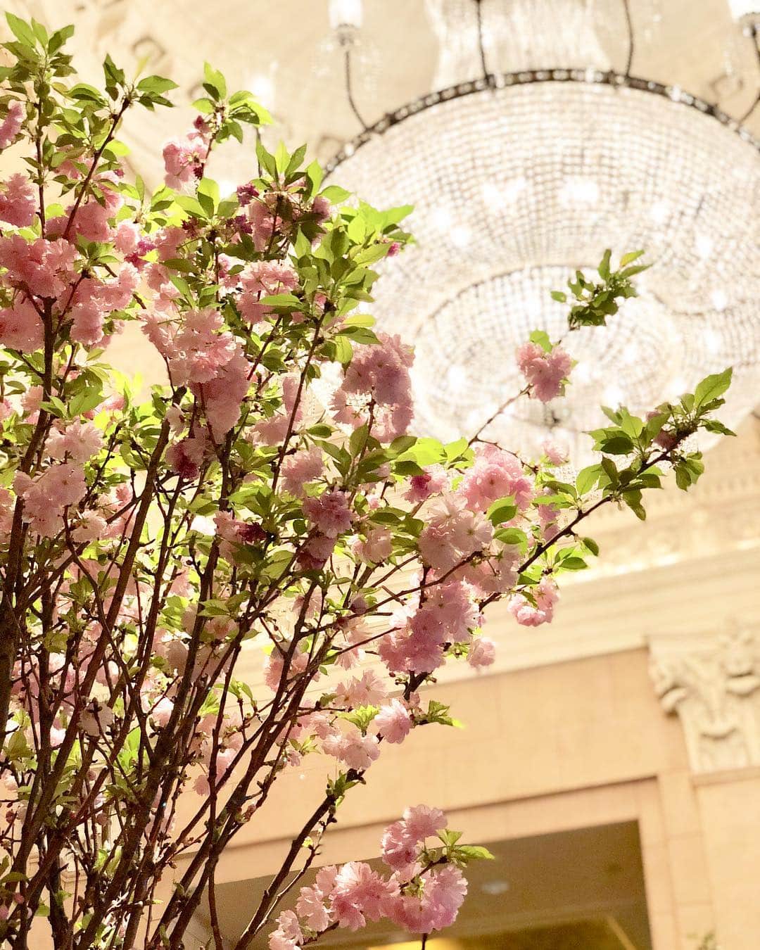 The Peninsula New Yorkさんのインスタグラム写真 - (The Peninsula New YorkInstagram)「Cherry blossoms fill the lobby this week. What is your favorite spring flower? 🌸✨ #flowerfriday #pnylobbyflowers #cherryblossom」4月6日 2時02分 - thepeninsulanyc