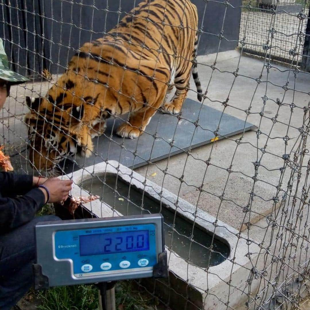 Black Jaguar-White Tiger さんのインスタグラム写真 - (Black Jaguar-White Tiger Instagram)「By order of appearance: Han, Luke, Alcyone and obviously, ILanga’s butt at 220 kilos (485 pounds) Luke is 486 pounds, and ILanga is 217 kilos (480 Pounds), but remember that ILanga and Alcyone are 6 months younger. Also, we couldn’t weigh the reigning King Ali, we’ll try today again. Both Gorakh and MIKI are bigger than The Big Pride (Except for Ali), and Gorakh is 18 months younger, he’ll be at the top for sure, perhaps second. Can’t wait to see how much Ali weighs. And Alcyone is a Siberian Tiger... #TheBigPrideBJWT #SaveLions」4月6日 2時21分 - blackjaguarwhitetiger