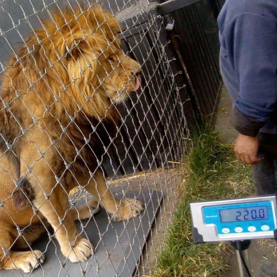 Black Jaguar-White Tiger さんのインスタグラム写真 - (Black Jaguar-White Tiger Instagram)「By order of appearance: Han, Luke, Alcyone and obviously, ILanga’s butt at 220 kilos (485 pounds) Luke is 486 pounds, and ILanga is 217 kilos (480 Pounds), but remember that ILanga and Alcyone are 6 months younger. Also, we couldn’t weigh the reigning King Ali, we’ll try today again. Both Gorakh and MIKI are bigger than The Big Pride (Except for Ali), and Gorakh is 18 months younger, he’ll be at the top for sure, perhaps second. Can’t wait to see how much Ali weighs. And Alcyone is a Siberian Tiger... #TheBigPrideBJWT #SaveLions」4月6日 2時21分 - blackjaguarwhitetiger