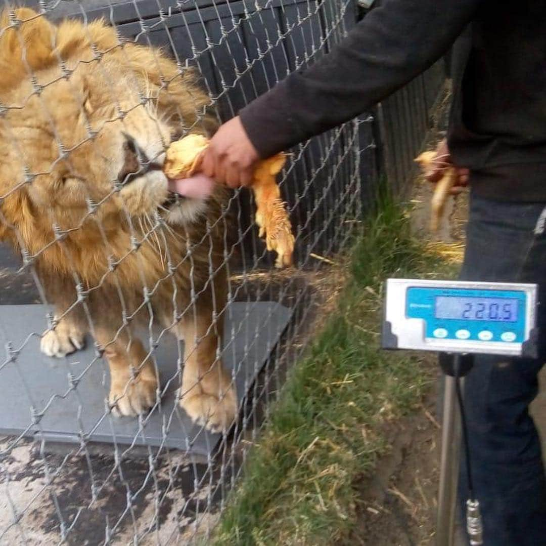 Black Jaguar-White Tiger さんのインスタグラム写真 - (Black Jaguar-White Tiger Instagram)「By order of appearance: Han, Luke, Alcyone and obviously, ILanga’s butt at 220 kilos (485 pounds) Luke is 486 pounds, and ILanga is 217 kilos (480 Pounds), but remember that ILanga and Alcyone are 6 months younger. Also, we couldn’t weigh the reigning King Ali, we’ll try today again. Both Gorakh and MIKI are bigger than The Big Pride (Except for Ali), and Gorakh is 18 months younger, he’ll be at the top for sure, perhaps second. Can’t wait to see how much Ali weighs. And Alcyone is a Siberian Tiger... #TheBigPrideBJWT #SaveLions」4月6日 2時21分 - blackjaguarwhitetiger