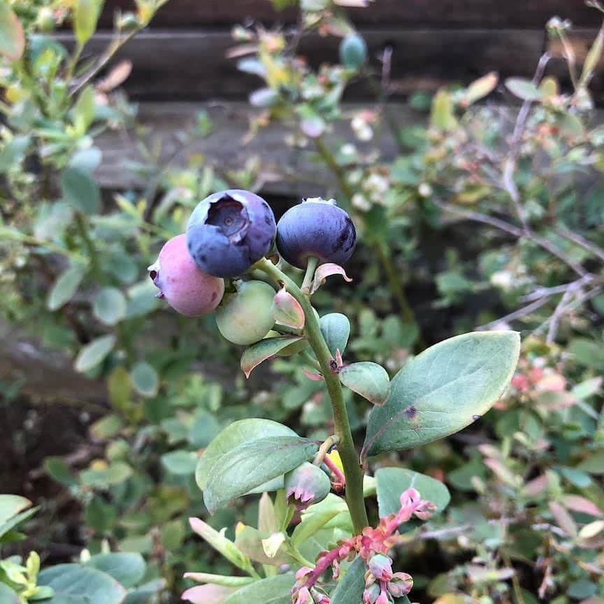 アリシア・シルヴァーストーンさんのインスタグラム写真 - (アリシア・シルヴァーストーンInstagram)「First berries of the season 💜 It's been a dream come true to grow tons of our own food at our home. We have blueberries, raspberries, strawberries, avocados, persimmons, figs, kale, tomatoes, cucumbers, passion fruit and more depending on the season! Eat the rainbow - your body, the animals and the earth will thank you 😉🌈」4月6日 2時15分 - aliciasilverstone