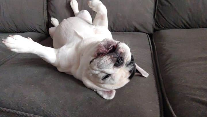Manny The Frenchieのインスタグラム：「Stop complaining, get up, and shake it off! Its FriYAY!!! 😃」