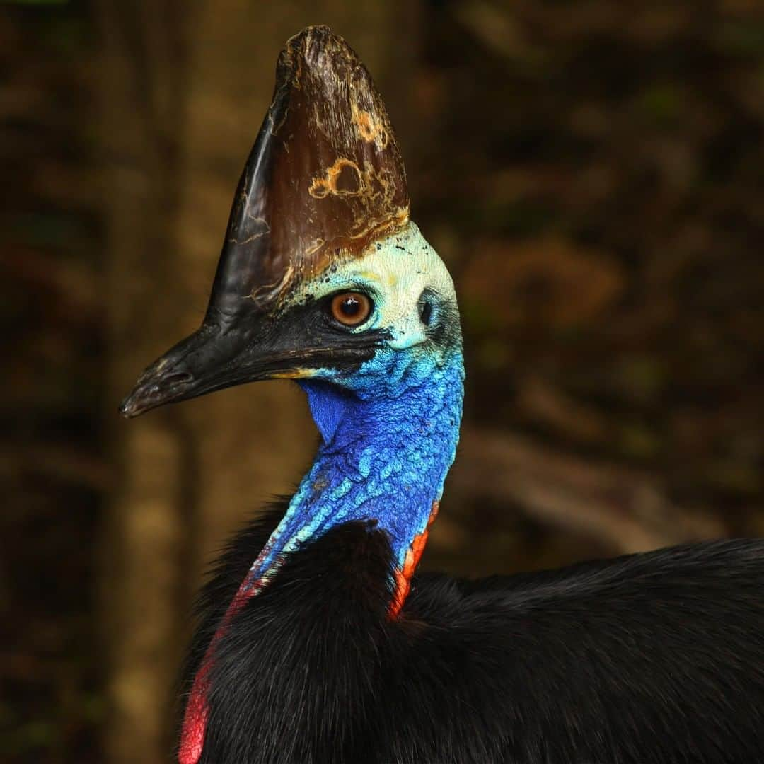 アニマルプラネットさんのインスタグラム写真 - (アニマルプラネットInstagram)「BEWARE THE CASSOWARY. This territorial bird means business. Its nails are so sharp it can slice an animal open in one swift kick... . . . . . . #animalsofinstagram #animalplanet #animaloftheday #wild #wildlife #outdoors #animals #wildanimals #conservation #nature #animallovers #instanature #wildgeography #bird #birds_of_ig #cassowary」4月6日 2時59分 - animalplanet