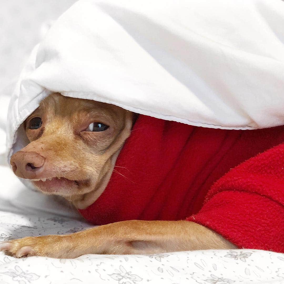 Tuna {breed:chiweenie} さんのインスタグラム写真 - (Tuna {breed:chiweenie} Instagram)「When you find out your crush is bringing her new boyfriend to the party tonight. 😩」4月6日 3時20分 - tunameltsmyheart