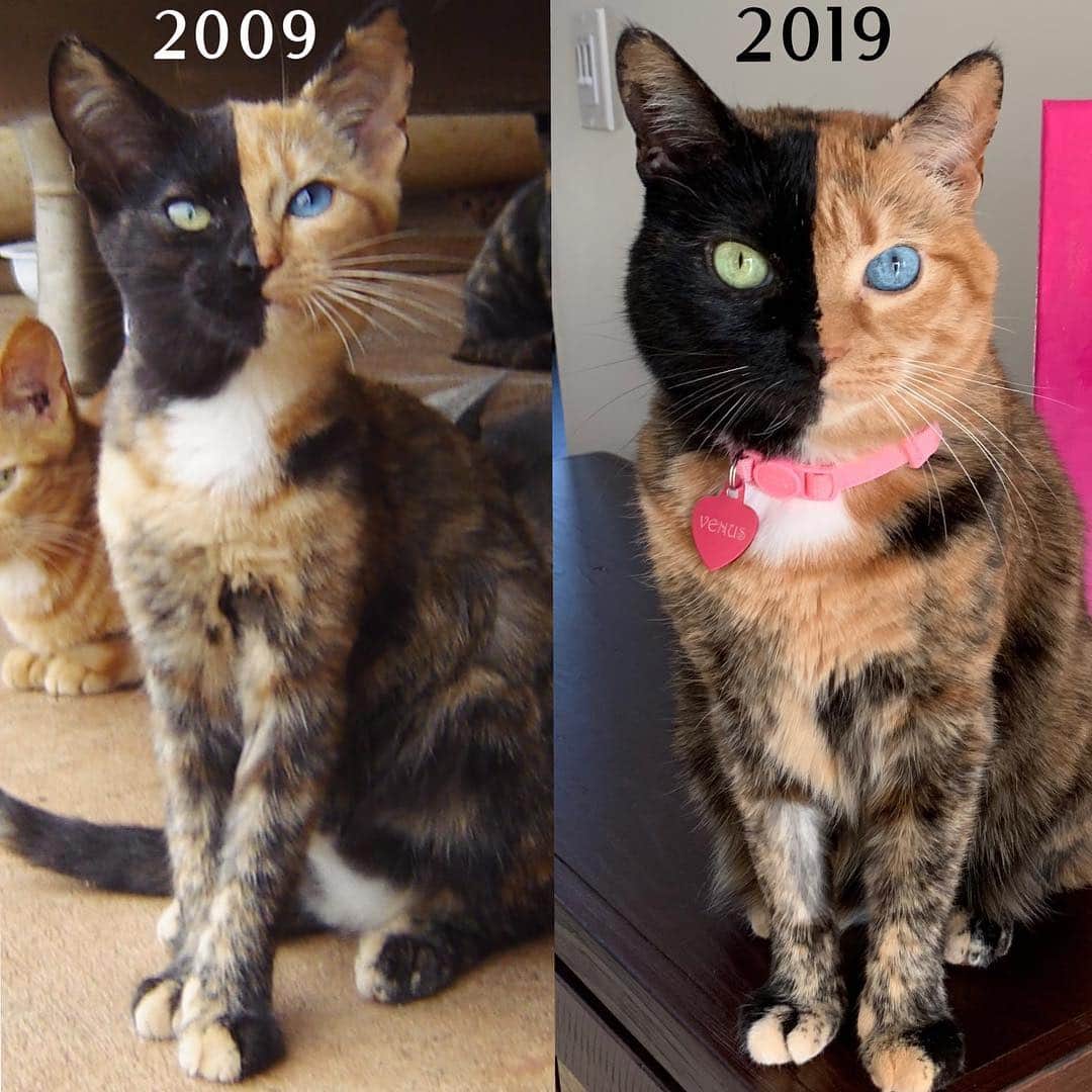 Venus Cat さんのインスタグラム写真 - (Venus Cat Instagram)「#fbf — Well I’m only 9.5 but close enough....here’s my #10yearchallenge from mid 2009- early 2019 #fbf #catsofinstagram」4月6日 3時29分 - venustwofacecat