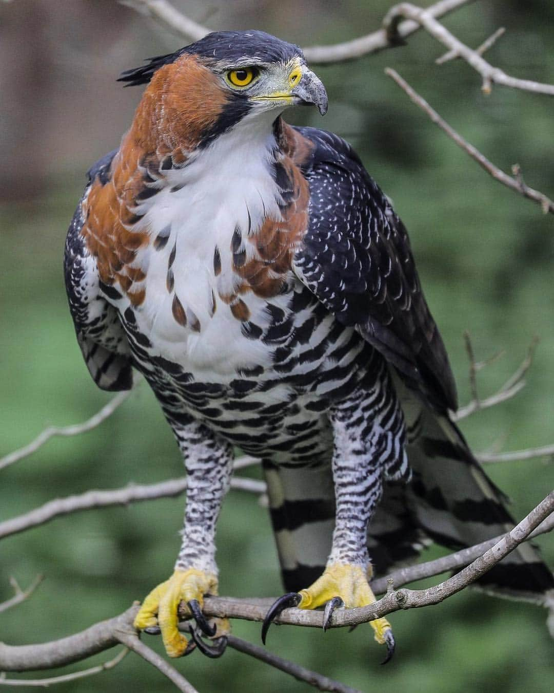 San Diego Zooさんのインスタグラム写真 - (San Diego ZooInstagram)「That HAWKward moment when you can’t decide if you love the Zoo or the @sdzsafaripark more. #LikeforZoo #CommentforPark #BothforBoth  #SanDiegoZoo #SDZSafariPark #OrnateHawkEagle 📷: Ian Gill」4月6日 3時30分 - sandiegozoo