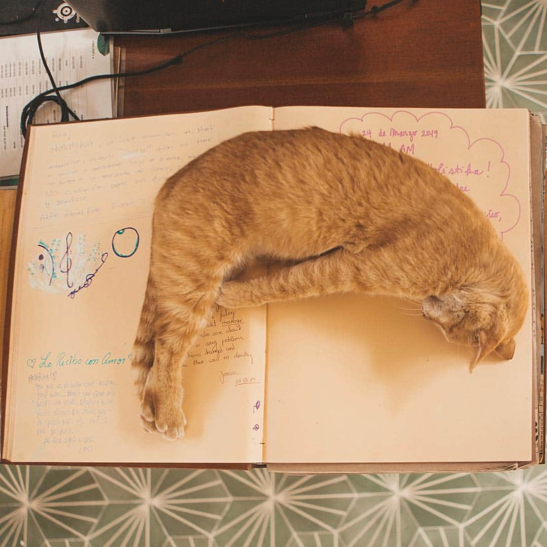 Ricardo Baldinさんのインスタグラム写真 - (Ricardo BaldinInstagram)「When we got back to @holistikatulum the other day we were welcomed with this scene 🐈❤️ How adorable? #catlovers #cat #tulum #yoga #love」4月6日 3時38分 - rbaldin