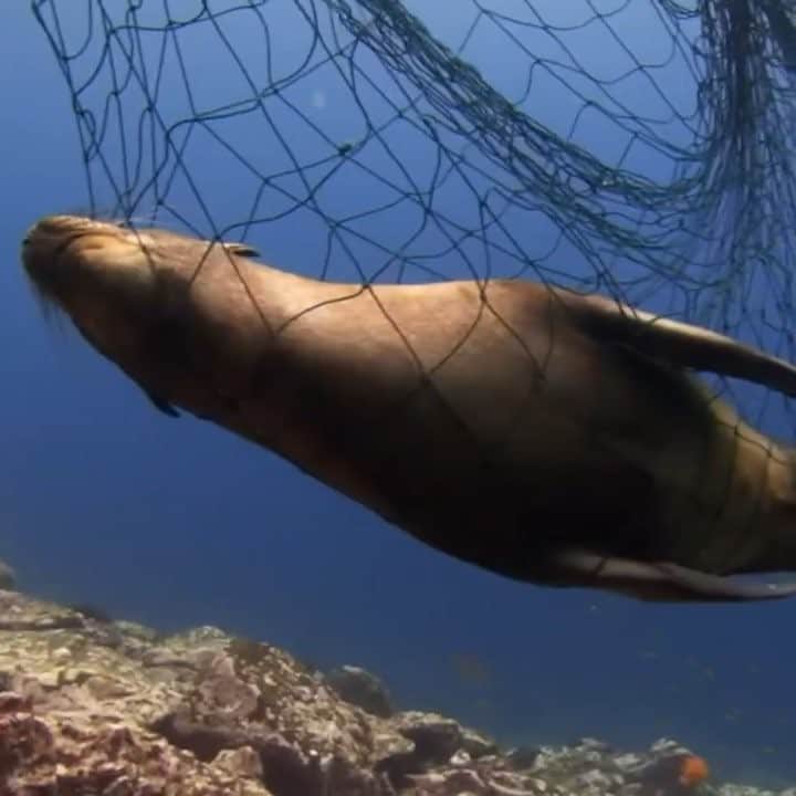 ティモシー・サイクスのインスタグラム：「⚠WARNING GRAPHIC IMAGES⚠ Roughly half of the world’s reefs have recently died and 90% are expected to die by 2050, and on top of that we are killing marine life at a faster pace than at any other time in the history of the world...something must change or else our oceans and all marine life will go extinct in our lifetimes or our children’s lifetimes. And that’s when the real consequences will set in as reefs are essential for marine life and marine life is responsible for the majority of the oxygen we need to breathe in order to survive...that’s right, if the oceans die, then we as a species die so that’s why we at @karmagawa created the @savethereef movement and need your help in reaching more people because there’s literally no time to waste in spreading massive awareness about this problem as too few people know about it and mistakenly believe reefs and marine life aren’t very important! They couldn’t be more wrong, but they need to be educated about the issue and that’s what we are here to do...along with making donations to great charities like @coralgardeners @gbrlegacy and @reef_restoration_foundation as we’ve already donated $90,000 to those three groups, but it’s just the start as the good news is that right now there’s still time to act before it’s too late because reefs and marine life can regenerate with just a little help from us humans. Stay tuned for our full documentary feature directed by @amirzakeri coming this summer, but for now please share this video with your followers, tag people in the comments who need to see it and please encourage everyone you know to also follow @savethereef as we can make this planet better BY WORKING TOGETHER! Also, see the many great people tagged in this post as we couldn’t have done this video without them, just like we’re going to need your help to truly fix this urgent problem before it will be too late in just a few years! #saveouroceans #karmagawa #savethereef」