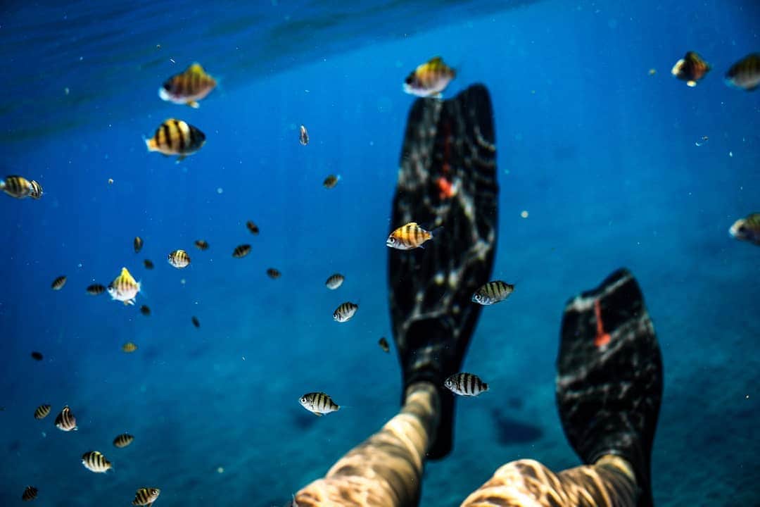 And Youさんのインスタグラム写真 - (And YouInstagram)「Our crew tend to use their own gear while swimming in the water, and one thing you'll notice is that everyone uses different types of fins 🏊. Long fins are ideal for covering a lot of ground in the ocean, and they make it easy for our free-dive trained crew to quickly swim to the bottom of the ocean if needed. But they're not very easy to use at the surface.  People usually start with short fins because they are easy to use, they’re durable and they don't require a lot of energy to kick.  But of course, real fish and dolphins have the best fins of all! #fins #snorkeling #boatlife #freedive #oahutours」4月6日 4時26分 - dolphinsandyou