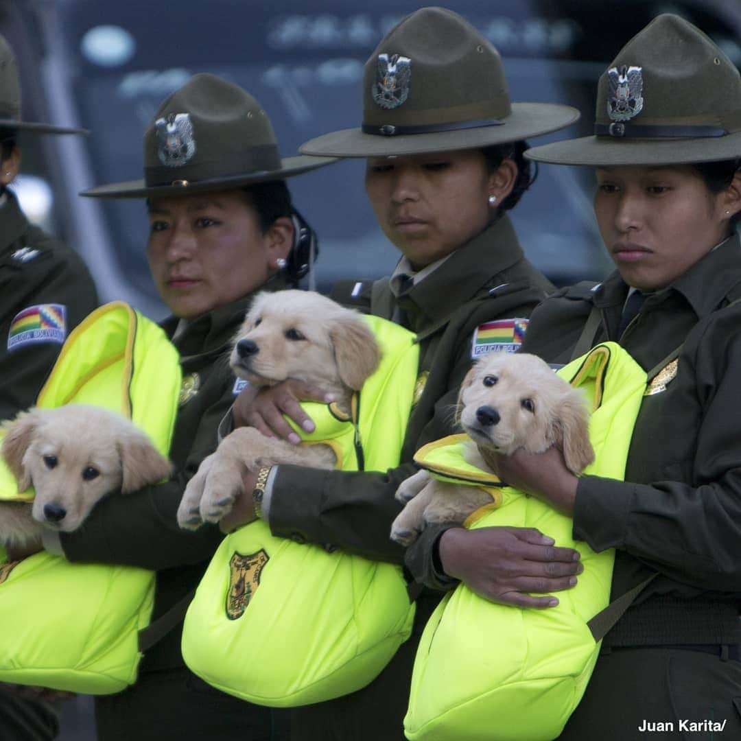 ABC Newsさんのインスタグラム写真 - (ABC NewsInstagram)「NEW CLASS OF K-9s: Police officers in La Paz, Bolivia, present golden retriever puppies set to be trained as police dogs. #k9 #digs #puppies #police」4月6日 4時35分 - abcnews