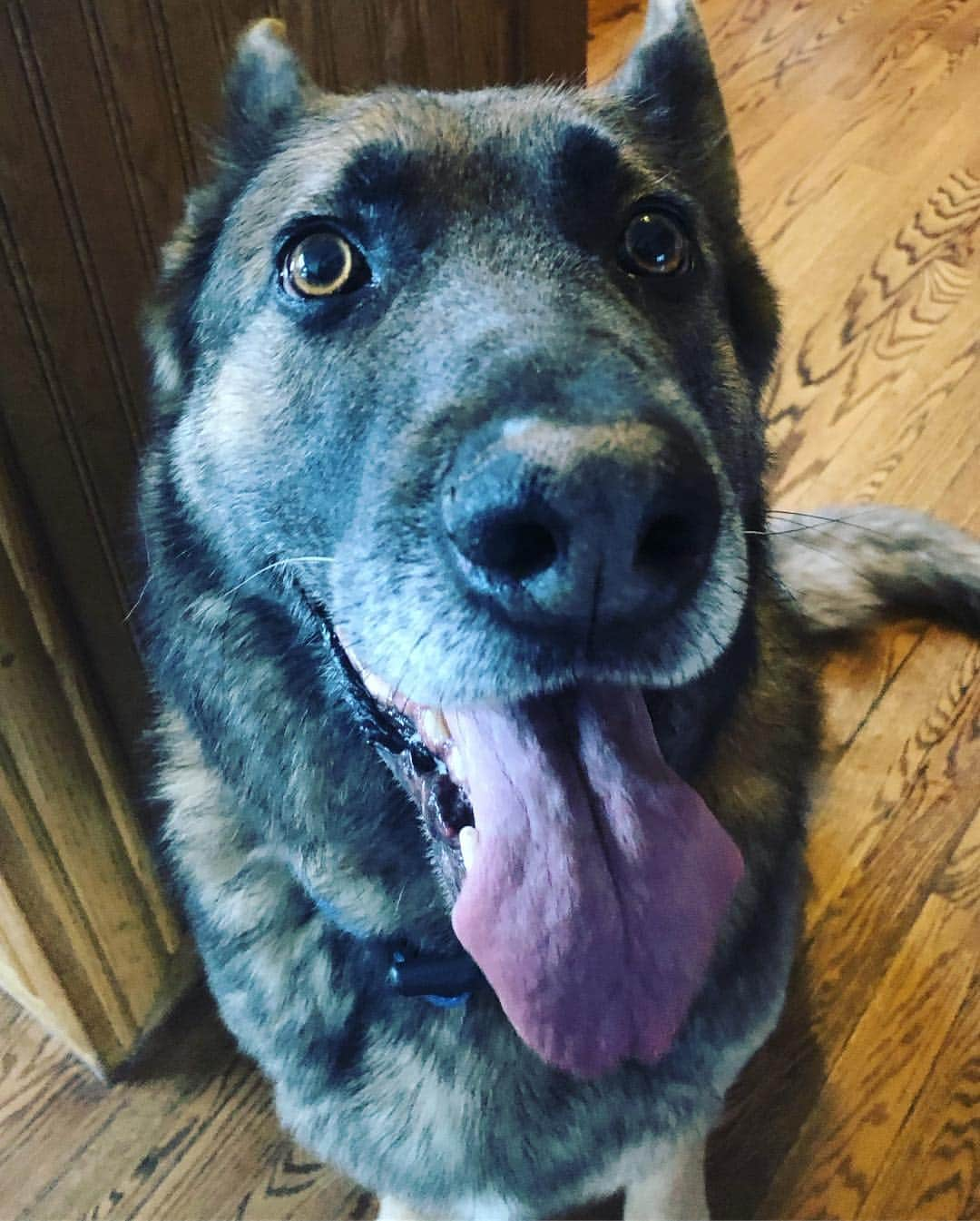 ジェイミー・アレクサンダーさんのインスタグラム写真 - (ジェイミー・アレクサンダーInstagram)「Quality time with my sweet Bluebs 😍 #Blue #germanshepherd #ilovehim #NJ」4月6日 5時24分 - jaimiealexander