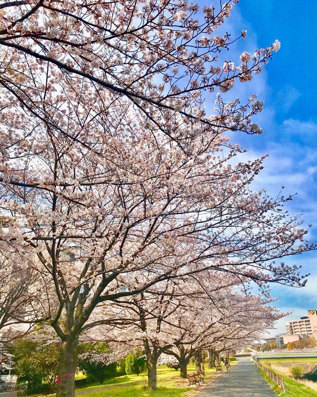 新横浜プリンスホテルさんのインスタグラム写真 - (新横浜プリンスホテルInstagram)「新横浜の桜が見頃を迎えました！ 今週末はお花見を楽しめそうです。  #新横浜プリンスホテル#プリンスホテル#新横浜#ホテル#高層ホテル#景色#桜#青空 #お花見 #鶴見川 #鳥山川 #shinyokohamaprincehotel#princehotel#shinyokohama#hotel#sakura #cherryblossom」4月6日 16時30分 - shinyokohamaprincehotel