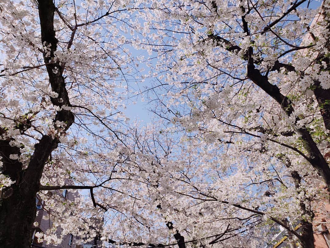 本田珠規のインスタグラム：「満開から散り始めてる～🌸 このタイミングが、なんとも儚くて好きだなぁ🌸 . . #🌸#桜#sukura #春#桜吹雪#満開」