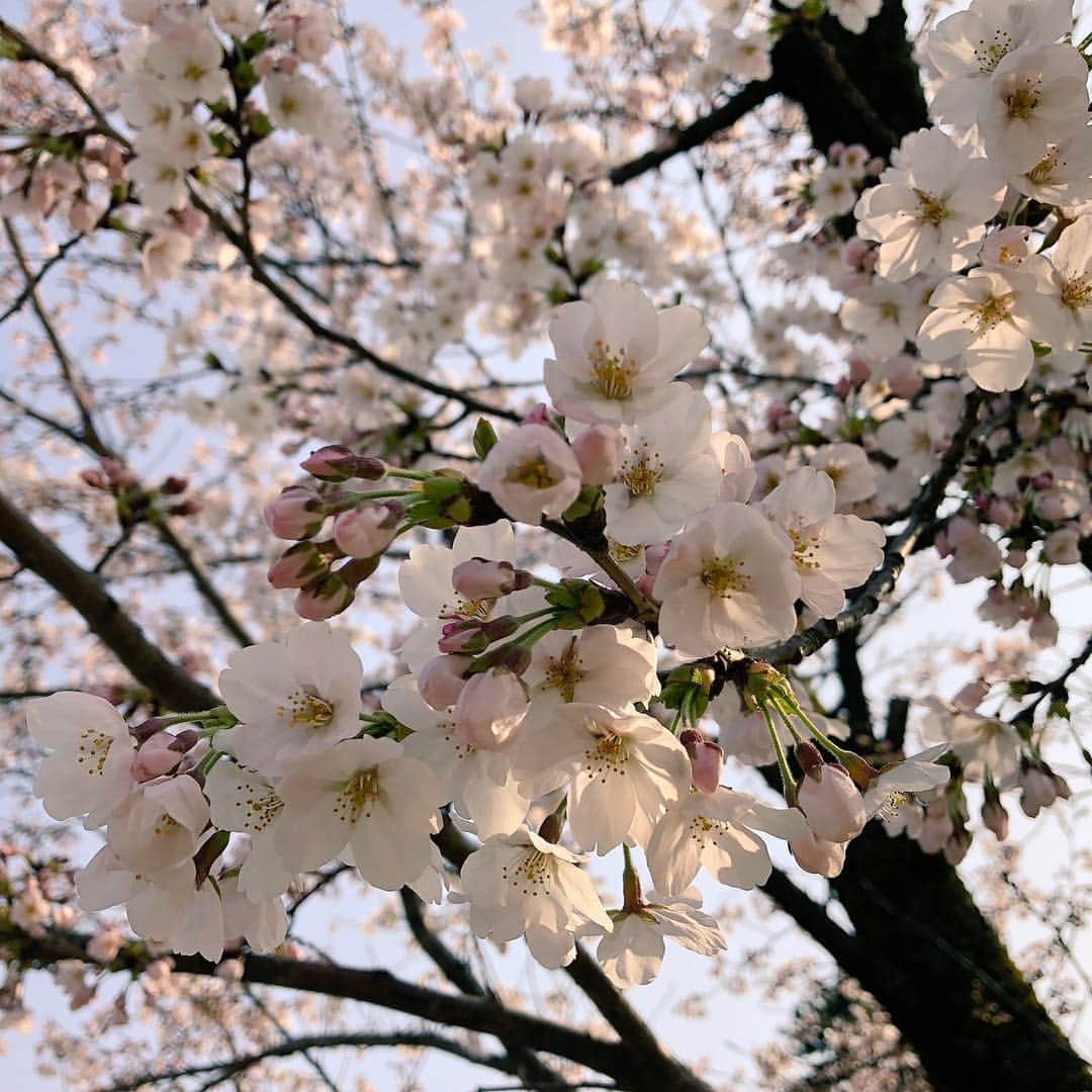 南早苗さんのインスタグラム写真 - (南早苗Instagram)「しいのき緑地の桜🌸兼六園界隈の桜の開花が進んでいますよー✨ 明日まで百万石まちなかめぐりさくら2019が開催されています。大好きな「乙女の金沢 春ららら市」で、お気に入りの作家さんの工芸作品見っけ！大好きなパティスリーのスイーツ＆ジャムも！仕事をしながらも、かなり満喫しています✨ #春ららら市」4月6日 16時35分 - minamisanae