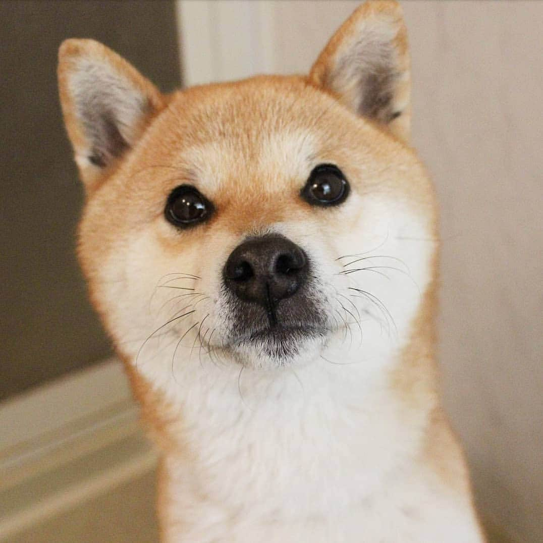 柴犬たま Shibainu Tamaさんのインスタグラム写真 - (柴犬たま Shibainu TamaInstagram)「* 濡れるとしぼんで鹿さんみたいになっちゃうミケしゃん * Caption trans🇬🇧 Meekeh gets thinner as the fur gets wet. It looks like a deer. * #たま家族 #柴犬ミケ #一眼レフ #一眼レフカメラ #お風呂 #シャンプー #濡れミケ #ミケの七変化 #かなりひし形 #柴犬 #shiba #shibainu #shibastagram #犬 #dog」4月6日 15時09分 - tama7653