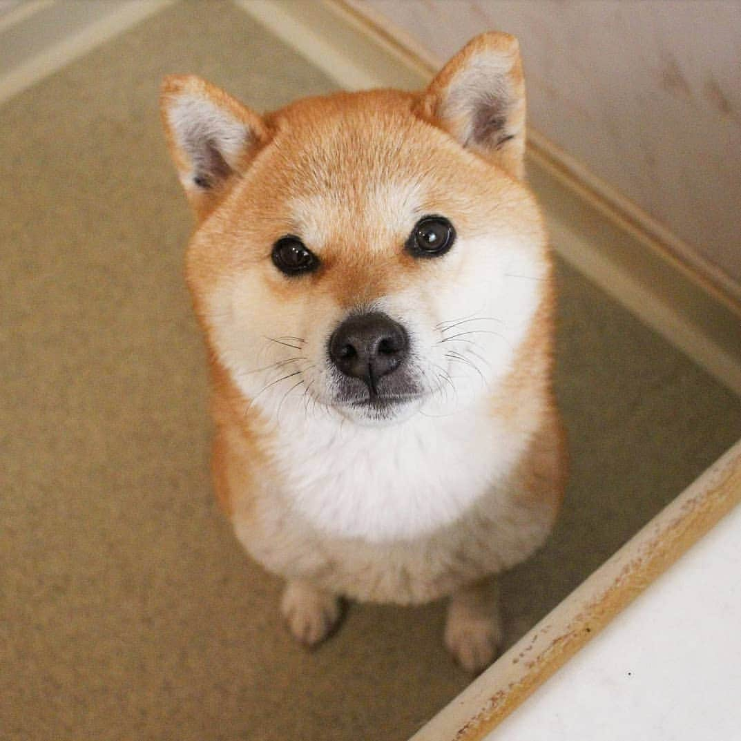 柴犬たま Shibainu Tamaのインスタグラム