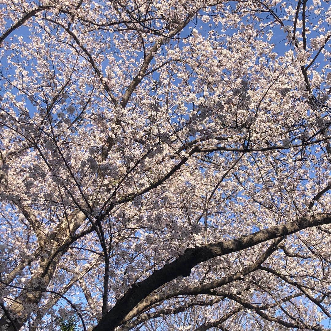 斎藤ノブのインスタグラム：「#桜が満開 #綺麗」