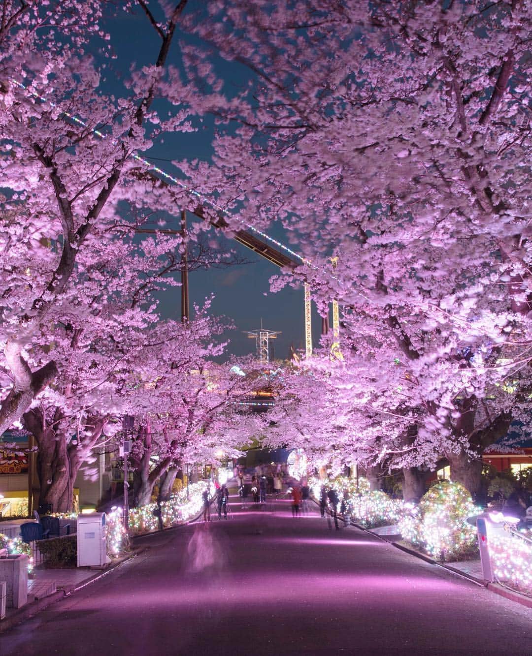 masayaさんのインスタグラム写真 - (masayaInstagram)「明日まで開催されるよみうりランド 「夜桜ジュエルミネーション」20時まで The “Night Sakura Jewel Illumination” will be held until Sunday April 7th.  #よみラン春のフォトコン #よみうりランド #東京 #Tokyo  #Japan #amusementpark #イルミネーション #ジュエルミネーション #jewellumination  #遊園地 #休日 #小旅行 #女子旅  #観光スポット #観光地 #instagood #インスタ映えスポット #宝石イルミ #いいねしてね #海外旅行大好き #桜 #よみうりランド桜情報 #桜満開 #flowers #花 #春 #花見 #Cherryblossoms #サクラ」4月6日 15時18分 - moonlightice