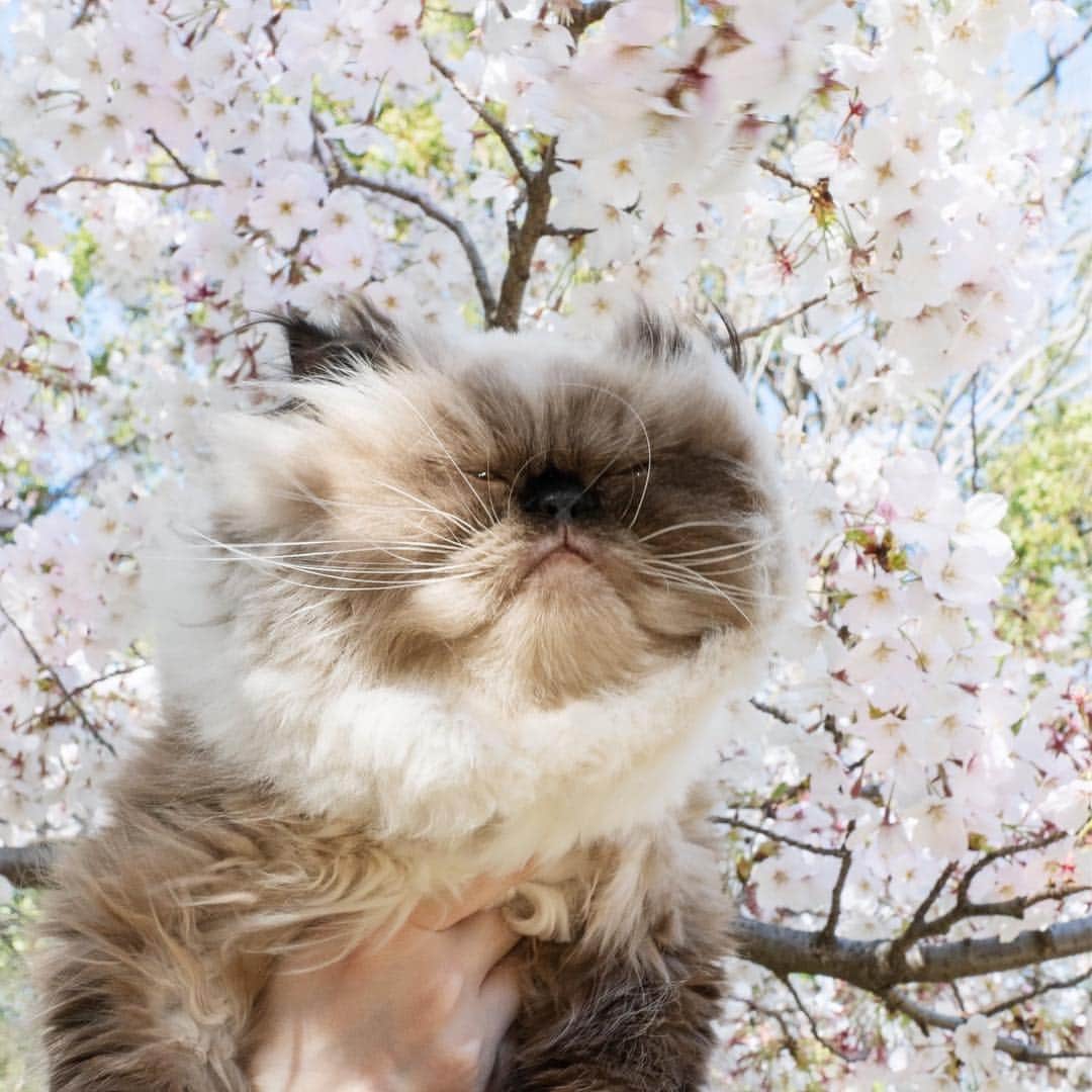 清水桜子さんのインスタグラム写真 - (清水桜子Instagram)「風を感じるのん。 風は強かったけど、気温は高い日だった。 春だねぇ〜。 ・ photo by @tomomin611」4月6日 15時23分 - sakuracos