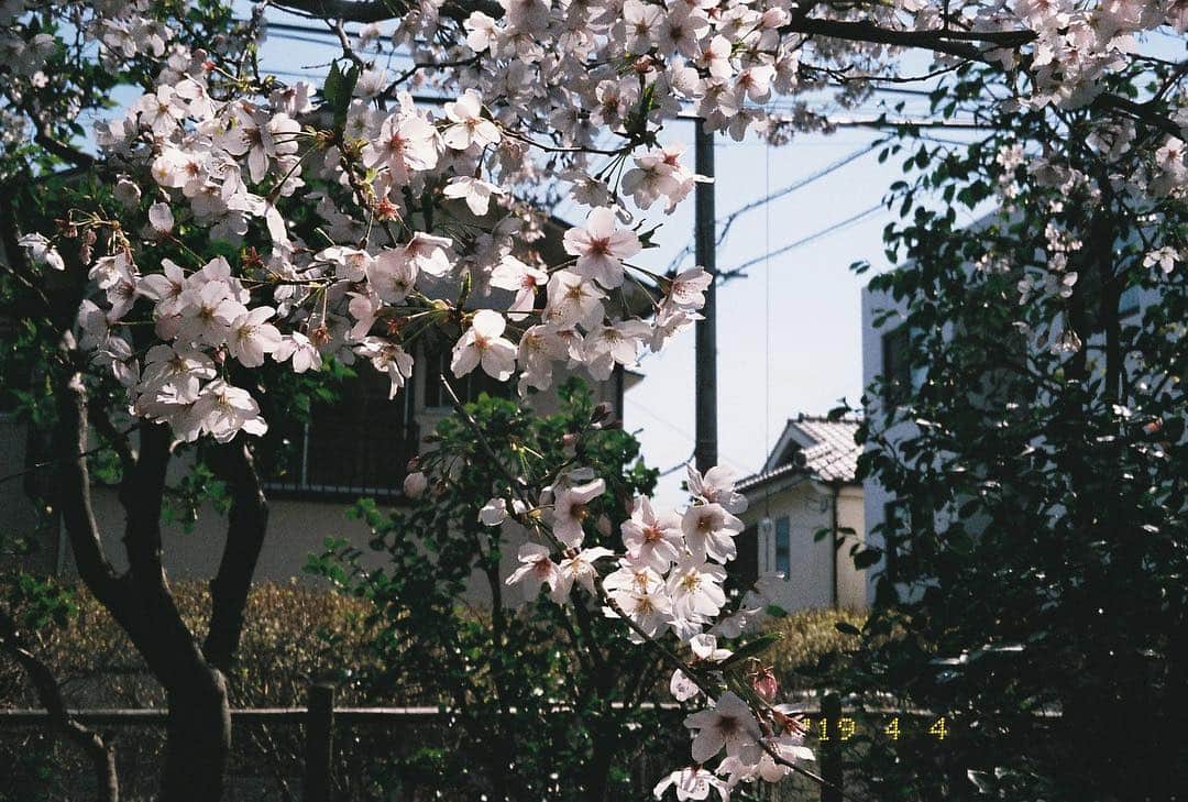 吉田友利恵さんのインスタグラム写真 - (吉田友利恵Instagram)「🎞 ティアラズームとてもいい感じです◡̈ 📷 @yuriecamera ↑趣味程度の写真アカウントです。 宜しくお願い致します！」4月6日 15時25分 - _yurieyoshida_