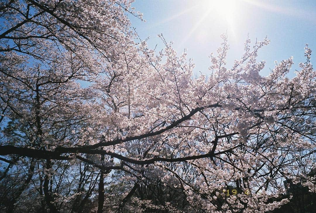吉田友利恵さんのインスタグラム写真 - (吉田友利恵Instagram)「🎞 ティアラズームとてもいい感じです◡̈ 📷 @yuriecamera ↑趣味程度の写真アカウントです。 宜しくお願い致します！」4月6日 15時25分 - _yurieyoshida_