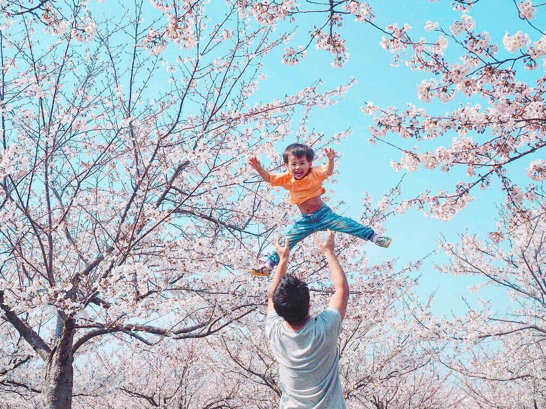 A_kun*mamaさんのインスタグラム写真 - (A_kun*mamaInstagram)「﻿ 今年も家族で行ってきたよ🌸﻿ 👨‍🦰👦🐶🐶👩‍🦰🌸﻿ ﻿ #さくら広場 ﻿ ﻿ あーくん、しれーっとカメラ目線😂❤️」4月6日 15時26分 - aaaooo121