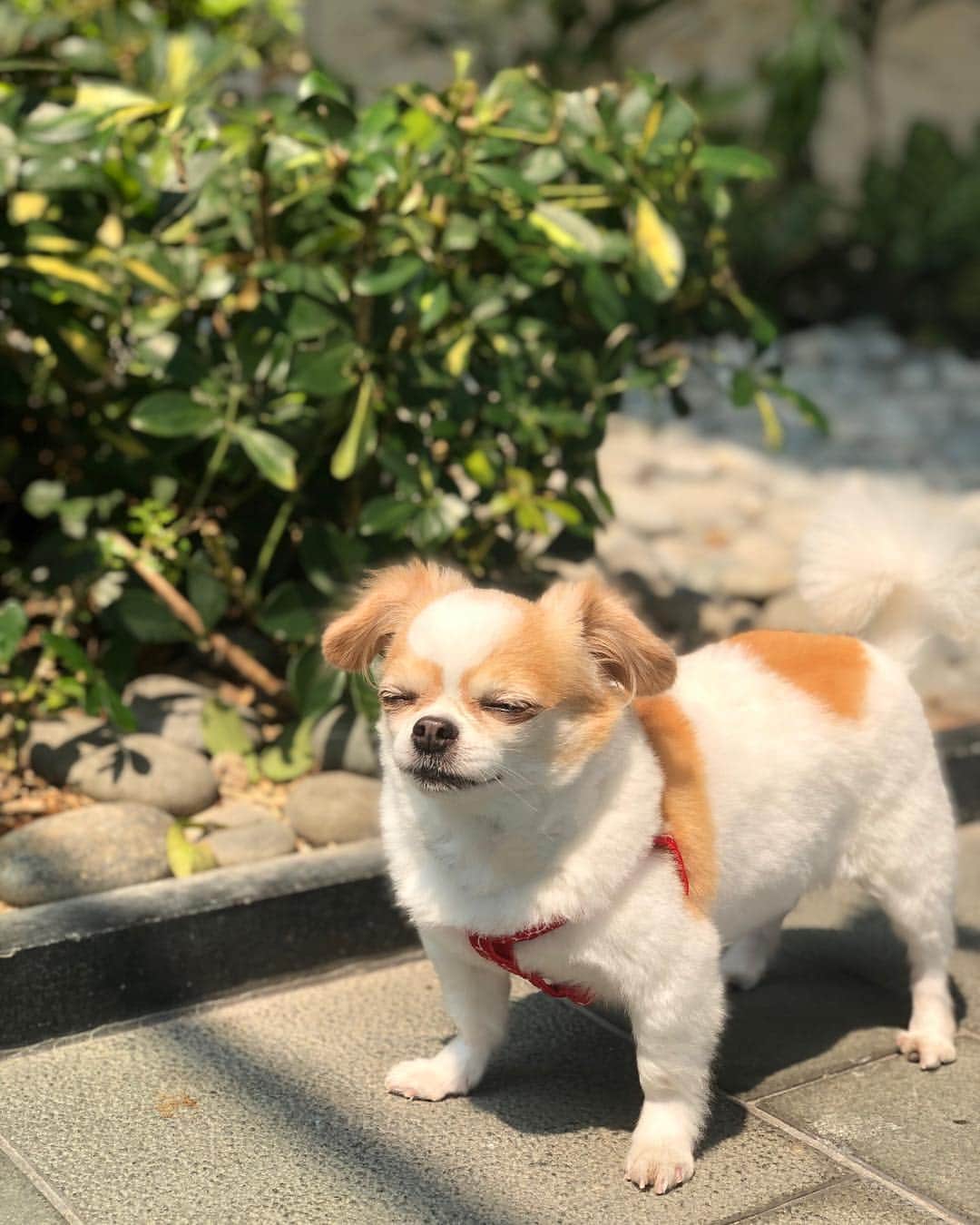 レスレイ・チアンさんのインスタグラム写真 - (レスレイ・チアンInstagram)「What a beautiful day ☀️☀️☀️ #jellybean #mylittleprincess #sunnyday #beautifulday #instadog #dog #chihuahua #sunbathing #toocute」4月6日 15時29分 - lesleychianglove