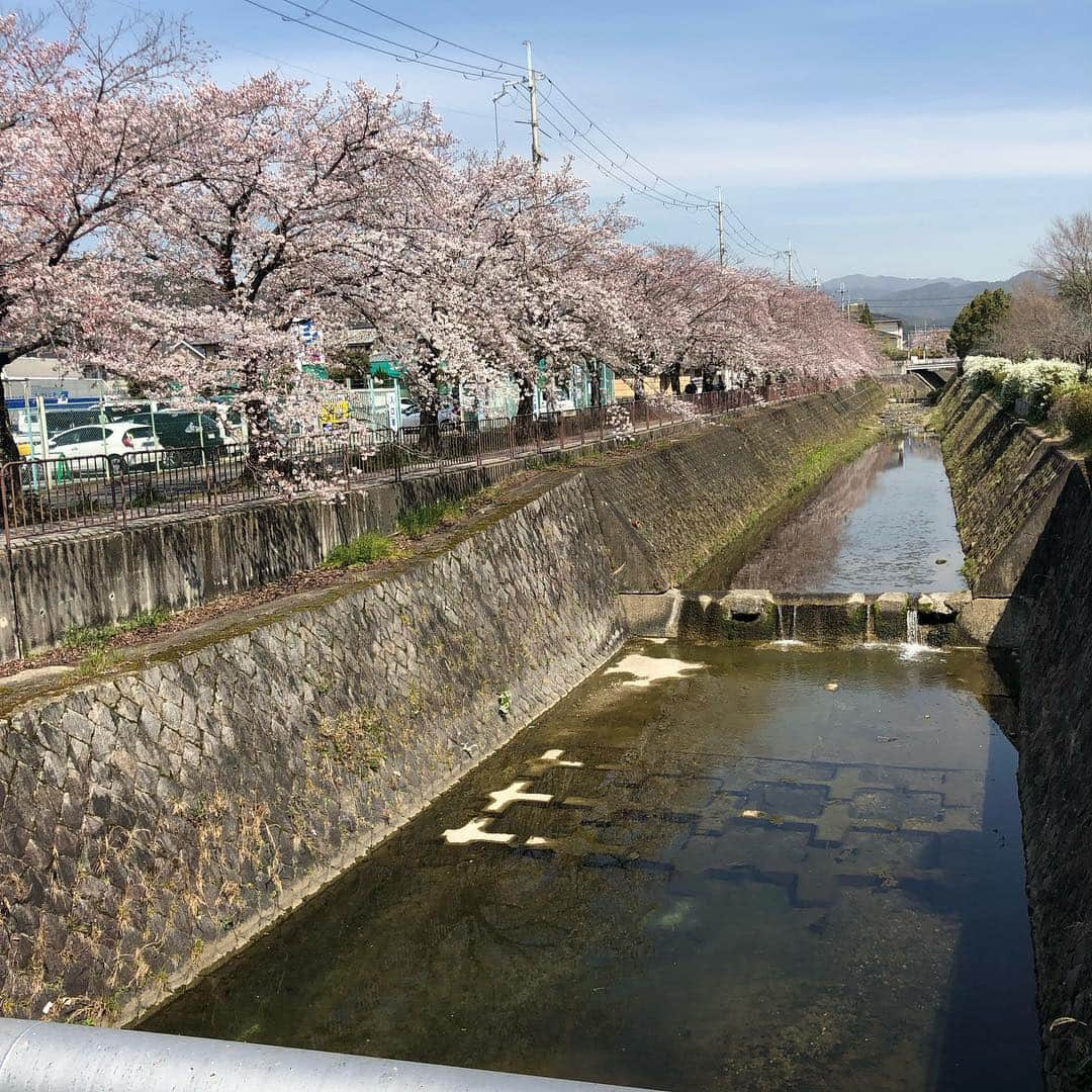 珠華ゆふさんのインスタグラム写真 - (珠華ゆふInstagram)「今日は絶好の花見日和ですね🌸 パパがお仕事だけど、パパの友人家族に混ぜてもらって植物園へ♪ 平日と違って凄い人の数でした😳  お弁当食べた後ご主人に子ども達を任せてママたちでコーヒータイムさせてもらっちゃいました😆しかもご主人が淹れた美味しいコーヒー☕️ パパいなくて残念だけど良い休日になりました✨ 3枚目は家の近くの桜🌸」4月6日 15時30分 - yufu_tamahana