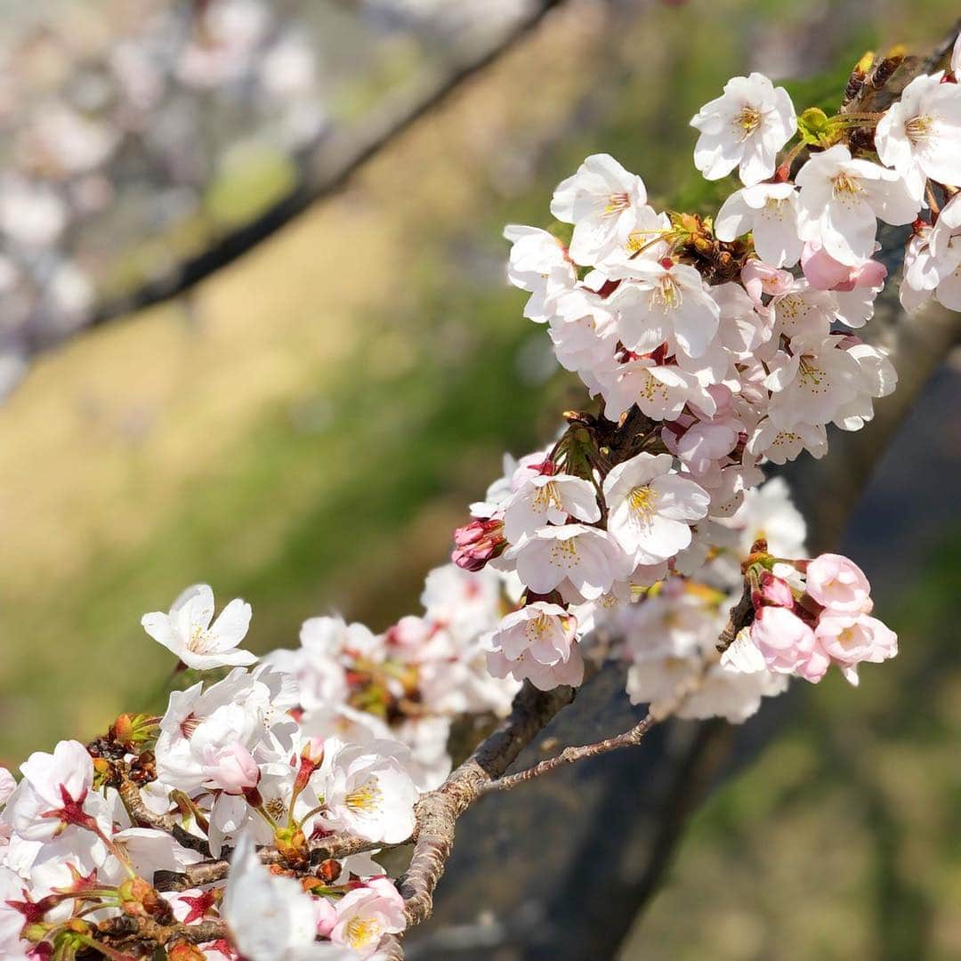 ayu kagawaさんのインスタグラム写真 - (ayu kagawaInstagram)「🌸🌸🌸 ・ 親友からの桜のお裾分け🥰🌸 綺麗ーーー🌸 #桜#sakura#cherryblossom #春#日本の春#spring」4月6日 15時35分 - ayuyunyun