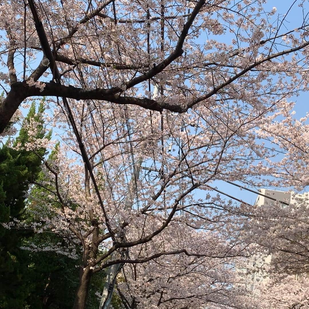 小塚崇彦さんのインスタグラム写真 - (小塚崇彦Instagram)「桜🌸  #舞い散る中に #忘れた記憶と #君の声が #戻ってくる #歌いたかっただけ」4月6日 15時45分 - takakozuka